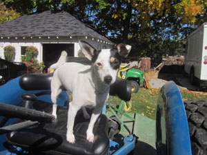 Lilly on the tractor